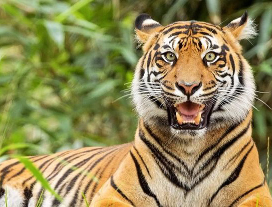 Best National Parks In India For Wildlife Enthusiasts